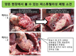 증가추세에 있는 돼지 이동 후 '“파스튜렐라성 폐렴'
