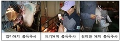 미생물 발효사료와 봉독으로 돼지 폐사율 줄인다
