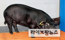 치매 복제돼지 생산기술 美 특허 획득…세계 치매연구 선도한다