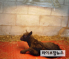 “가축도 겨울엔 추워요”…겨울철 사양관리요령