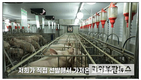 [농장탐방]전남 신안 하늘애GP, PSY 30두 MSY 28.2두 기록