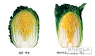 항산화·노화방지…베타카로틴 고함유 배추품종 개발