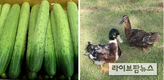 5월 2일은 ‘오이’와 ‘오리’ 먹는날