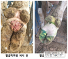 건강한 젖소 발굽위해 톱밥깔고 분변 수시로 치워주세요