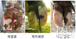 건강한 젖소 발굽위해 톱밥깔고 분변 수시로 치워주세요