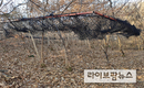 야생멧돼지 서식밀도 높은지역 포획장 확대 설치