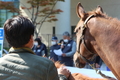 코로나19로 장기간 경마 중단한 마사회 적자, 축산발전기금 위축 불똥