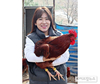 유라이크코리아, AI 사전 예방 ‘닭전용 헬스케어 서비스’ 개발 성공