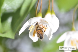꿀벌 낭충봉아부패병 유전자 치료제 첫 개발