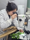 검역본부, 3월 한달간 수입 묘목류 특별검역기간 운영