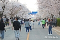 낭만벚꽃, 낭만정읍...2025 정읍 벚꽃축제에서 즐기는 화려한 봄