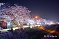 낭만벚꽃, 낭만정읍...2025 정읍 벚꽃축제에서 즐기는 화려한 봄