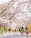 인천에서 만나는 봄꽃 여행