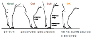 후보돈, 농장의 현재와 미래…후보돈의 선발과 초종부시점