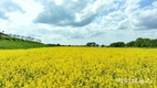 봄빛 따라 걷는 길, 정읍 신태인 유채꽃 절정