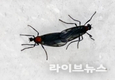 수도권 뒤덮은 ‘러브버그’, 7월 초 대부분 활동 종료될 듯