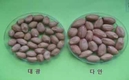 알이 크고 수량 많은 땅콩 ‘다안’ 개발