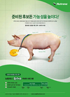 ‘갓난돼지를 건강하게 만드는 1-2-3 캠페인’ 인기몰이