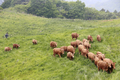 한우 300두 대관령 초원 첫 나들이
