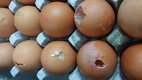 깨진 계란 불법유통 농장·식당 6곳 적발