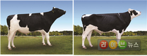 젖소 보증씨수소 2마리 선발