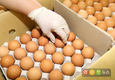 태국산 계란 ‘국내 상륙’