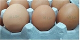 ‘살충제 계란’ 국내서 발견…제2의 달걀대란 오나