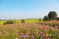 코스모스 가득한 안성 코스목동 축제 개막
