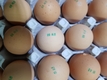 살충제 ‘피프로닐’ 초과 계란 또 발견