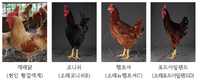 민간 보유 닭 4품종 8계통 국제기구 등재