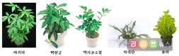 “실내식물 키우면 공기청정기 필요없어”