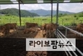 전국이 펄펄…“더위에 약한 한우, 영양가 높은 사료와 물 충분히”