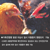 [그래픽뉴스]가축전염병 확진 이전 ‘일시이동중지 명령’ 가능