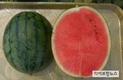 ‘씨 없는 수박’, ‘미니 수박’으로 세계시장 개척