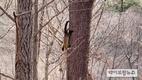 멸종위기종 담비, 광릉숲에서 포착