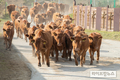 방목 끝내고 축사로 돌아오는 한우들