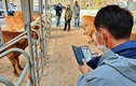 “송아지 거래도 이제 편리하게 온라인 경매로”