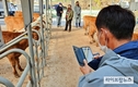 “송아지 거래도 이제 편리하게 온라인 경매로”