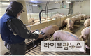 비접촉식 양돈 모바일 체중 관리기 상용화 성공
