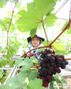포도 수확 ‘구슬땀’