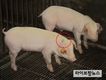 농진청 “다른 털색 유전자 가진 백색 돼지 가려낸다”