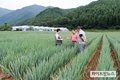 국산 대파 ‘호걸’, 우수한 품질로 롯데마트 보급 확대