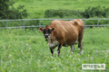 유가공에 적합한 갈색 젖소 ‘저지종’ 본격 도입한다