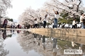 10만 나들이객 몰린 한국마사회 야간 벚꽃축제, 9일까지 이어져