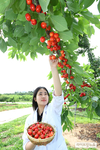 빨갛게 달린 체리 수확