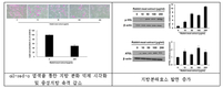 농진청, ‘토끼고기 추출물’ 비만·당뇨 개선 효과 확인