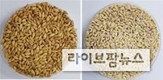 국산 쌀보리 ‘베타원’ 식이섬유, 장 질환 개선 효과