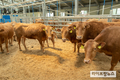 2년째 한우 번식우 줄고 암소 비육률은 상승