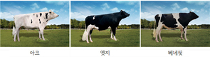 유전능력 탁월한 한국형 젖소 보증씨수소 3마리 선발