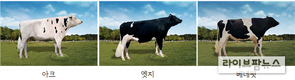 유전능력 탁월한 한국형 젖소 보증씨수소 3마리 선발